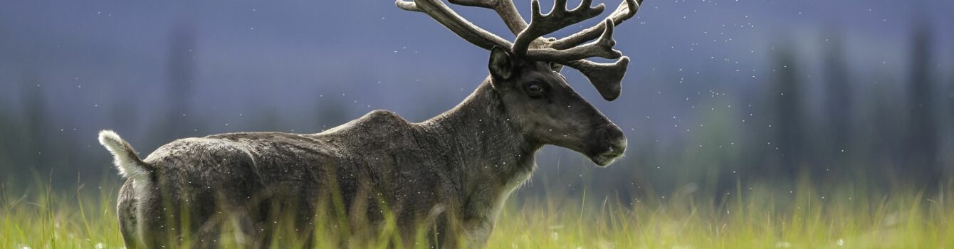 Canadian caribou and the oil and gas industry