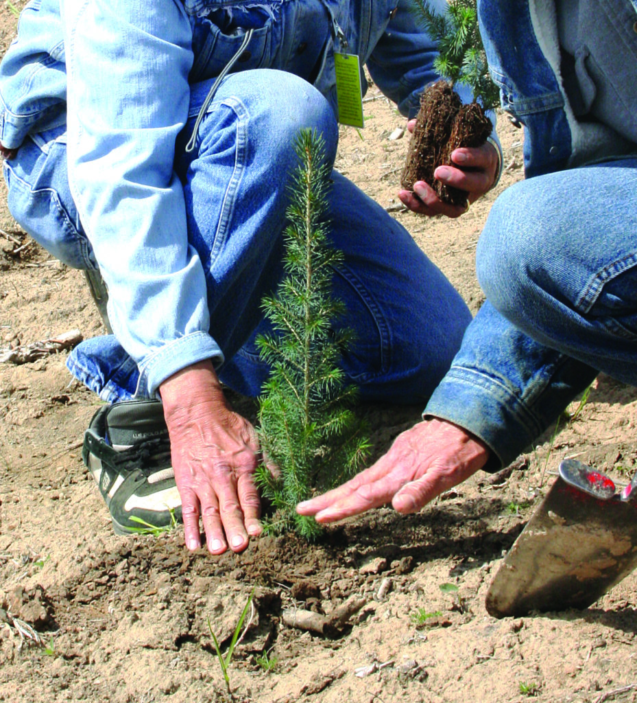 Canadian tree planting